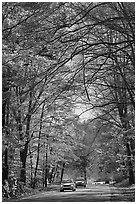 Cars on main park road with fall foliage, North Carolina. Great Smoky Mountains National Park, USA. (black and white)
