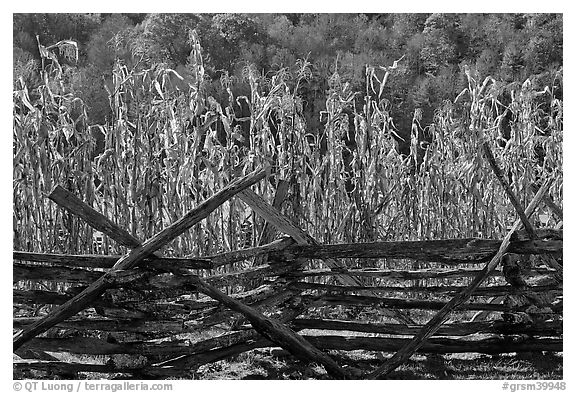 Fence and corn, Oconaluftee Mountain Farm, North Carolina. Great Smoky Mountains National Park (black and white)