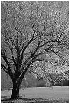 Tree in fall foliage and meadow, Oconaluftee, North Carolina. Great Smoky Mountains National Park ( black and white)