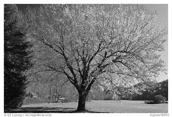 Tree in autumn foliage and meadow, Oconaluftee, North Carolina. Great Smoky Mountains National Park (black and white)