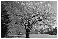 Tree in autumn foliage and meadow, Oconaluftee, North Carolina. Great Smoky Mountains National Park ( black and white)