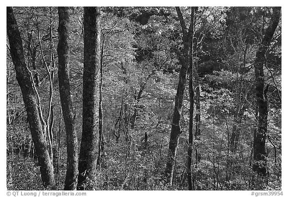 Backlit trees in autumn foliage, Balsam Mountain, North Carolina. Great Smoky Mountains National Park (black and white)