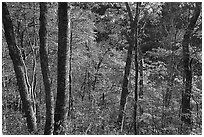 Backlit trees in autumn foliage, Balsam Mountain, North Carolina. Great Smoky Mountains National Park ( black and white)