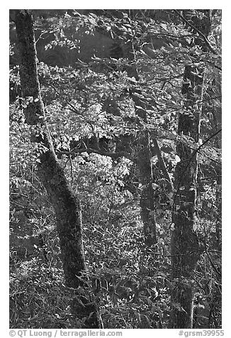 Backlit trees in fall foliage, Balsam Mountain, North Carolina. Great Smoky Mountains National Park (black and white)