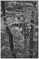 Backlit trees in fall foliage, Balsam Mountain, North Carolina. Great Smoky Mountains National Park ( black and white)