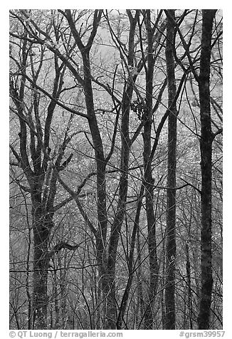 Trunks and fall colors, Balsam Mountain, North Carolina. Great Smoky Mountains National Park (black and white)