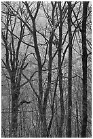 Trunks and fall colors, Balsam Mountain, North Carolina. Great Smoky Mountains National Park ( black and white)