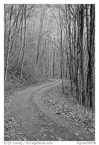 Unpaved Balsam Mountain Road in autumn forest, North Carolina. Great Smoky Mountains National Park (black and white)