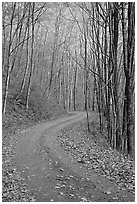 Unpaved Balsam Mountain Road in autumn forest, North Carolina. Great Smoky Mountains National Park, USA. (black and white)