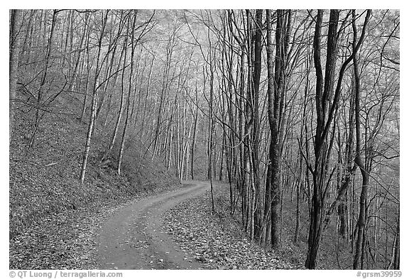 Unpaved road in fall forest, Balsam Mountain, North Carolina. Great Smoky Mountains National Park, USA.