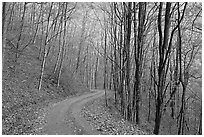 Unpaved road in fall forest, Balsam Mountain, North Carolina. Great Smoky Mountains National Park, USA. (black and white)