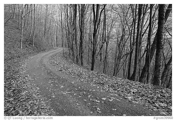 Balsam Mountain Road in autumn forest, North Carolina. Great Smoky Mountains National Park, USA.