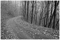 Balsam Mountain Road in autumn forest, North Carolina. Great Smoky Mountains National Park, USA. (black and white)