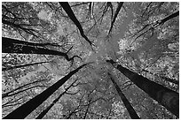 Looking up forest in fall color, Tennessee. Great Smoky Mountains National Park ( black and white)