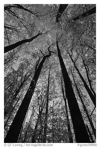 Looking up forest in fall foliage, Tennessee. Great Smoky Mountains National Park, USA.