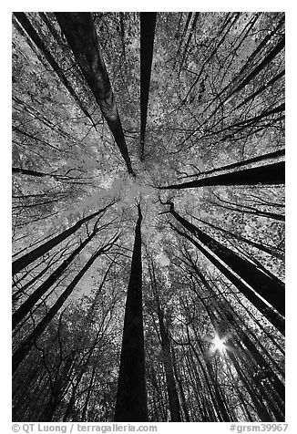 Forest in autumn color with sun through trees, Tennessee. Great Smoky Mountains National Park (black and white)