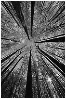 Forest in autumn color with sun through trees, Tennessee. Great Smoky Mountains National Park, USA. (black and white)