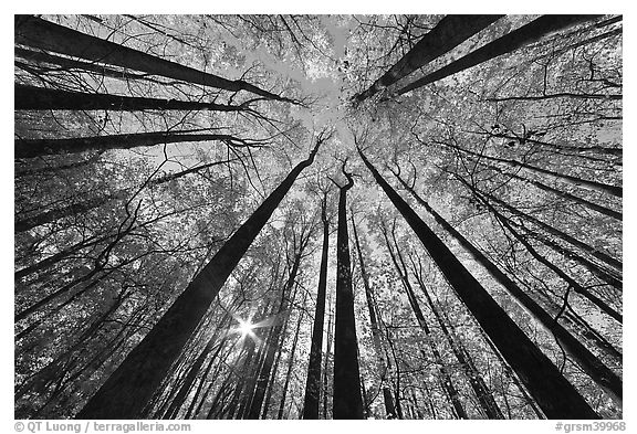 Forest in fall foliage with sun through trees, Tennessee. Great Smoky Mountains National Park (black and white)