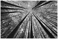 Forest in fall foliage with sun through trees, Tennessee. Great Smoky Mountains National Park, USA. (black and white)