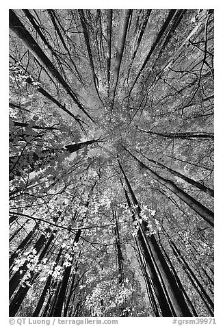 Looking up yellow leaves and forest in autumn color, Tennessee. Great Smoky Mountains National Park, USA.