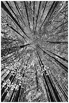 Looking up yellow leaves and forest in autumn color, Tennessee. Great Smoky Mountains National Park, USA. (black and white)