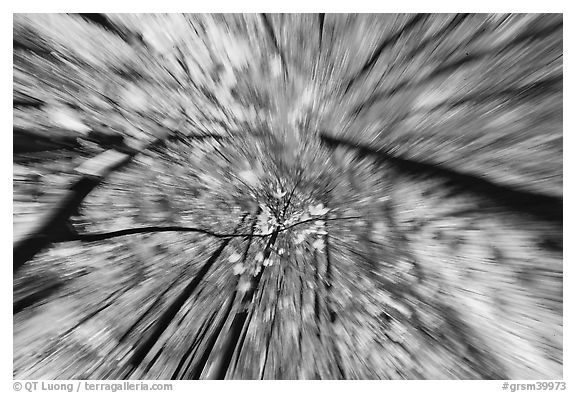 Motion zoom effect, forest in fall foliage, Tennessee. Great Smoky Mountains National Park, USA.