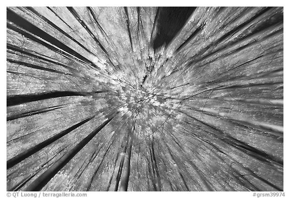 Motion zoom blur, forest in autumn color, Tennessee. Great Smoky Mountains National Park (black and white)