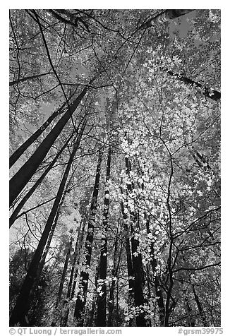 Looking up through backlit leaves in fall foliage, Tennessee. Great Smoky Mountains National Park (black and white)