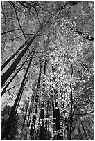 Looking up through backlit leaves in fall foliage, Tennessee. Great Smoky Mountains National Park, USA. (black and white)