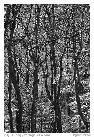 Twisted dark trunks and sunny forest in autumn, Tennessee. Great Smoky Mountains National Park (black and white)
