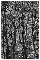 Twisted dark trunks and sunny forest in autumn, Tennessee. Great Smoky Mountains National Park ( black and white)