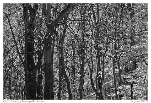 Twisted dark trees and sunny forest in fall, Tennessee. Great Smoky Mountains National Park (black and white)