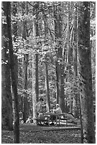 Family at picnic table in autumn forest, Tennessee. Great Smoky Mountains National Park, USA. (black and white)