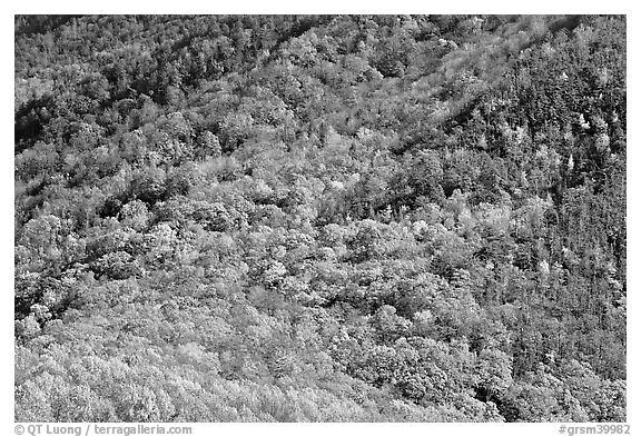 Trees in fall colors on slope, Tennessee. Great Smoky Mountains National Park (black and white)