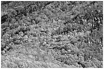 Trees in fall colors on slope, Tennessee. Great Smoky Mountains National Park, USA. (black and white)