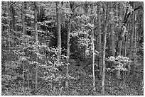 Trees with bright leaves in hillside forest, Tennessee. Great Smoky Mountains National Park, USA. (black and white)