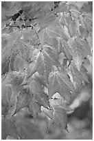Close-up of leaves in fall color, Tennessee. Great Smoky Mountains National Park, USA. (black and white)