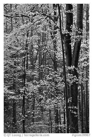 Deciduous forest in autumn, Tennessee. Great Smoky Mountains National Park (black and white)