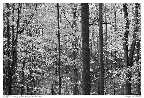 Forest scene in autumn, Tennessee. Great Smoky Mountains National Park (black and white)