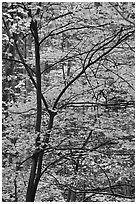 Trees with bright orange leaves, Tennessee. Great Smoky Mountains National Park ( black and white)