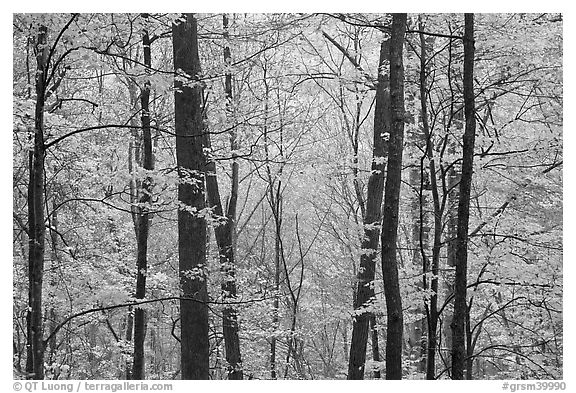 Forest with fall foliage, Tennessee. Great Smoky Mountains National Park (black and white)