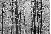 Forest with fall foliage, Tennessee. Great Smoky Mountains National Park ( black and white)