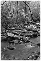 Stream in autumn, Roaring Fork, Tennessee. Great Smoky Mountains National Park ( black and white)