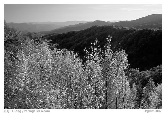 Trees in fall colors and backlit hillside near Newfound Gap, Tennessee. Great Smoky Mountains National Park (black and white)