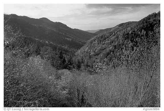 Valley covered with trees in late autumn, Morton overlook, Tennessee. Great Smoky Mountains National Park (black and white)