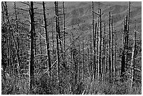 Hillsides in fall color seen through trees with berries, Clingmans Dome, North Carolina. Great Smoky Mountains National Park, USA. (black and white)