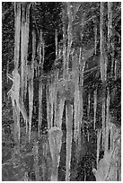 Icicles on rock face, Tennessee. Great Smoky Mountains National Park, USA. (black and white)