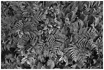 Close-up of ferns and leaves, Cataloochee, North Carolina. Great Smoky Mountains National Park ( black and white)