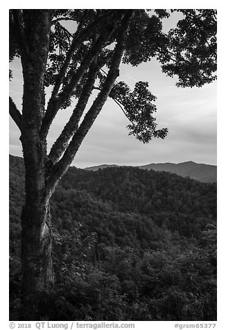 View from Cataloochee Overlook, North Carolina. Great Smoky Mountains National Park (black and white)