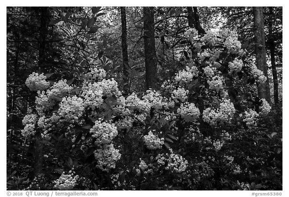 Mountain Laurel in bloom, Cataloochee, North Carolina. Great Smoky Mountains National Park (black and white)